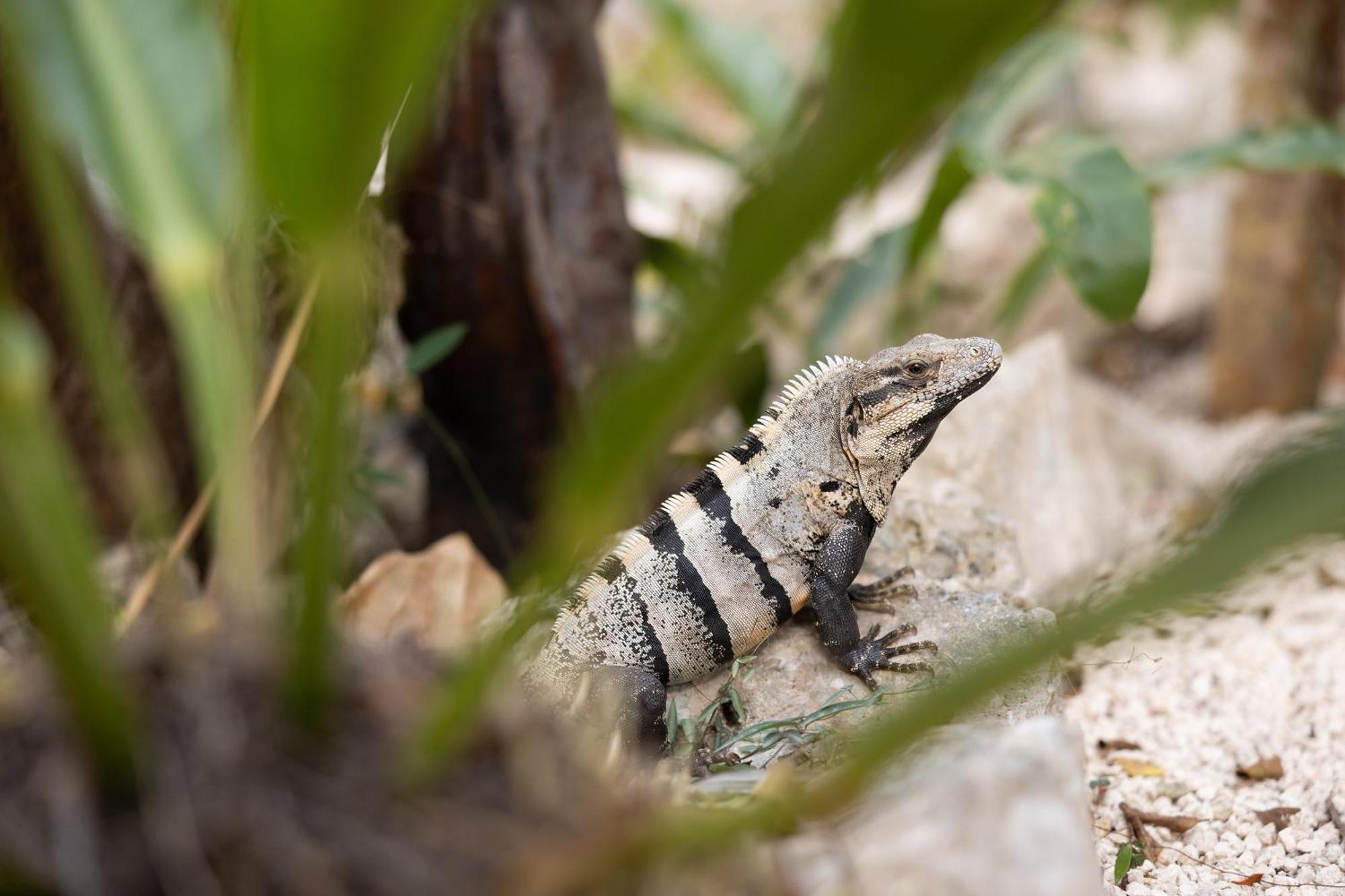 Willa Pepem Holistic Experience - Adults Only Tulum Zewnętrze zdjęcie